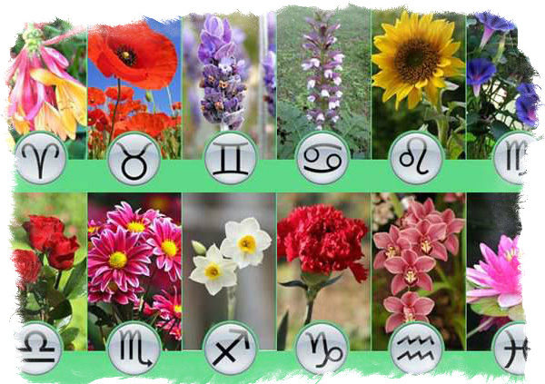 Know about Your Birth-Flower from The Best Tantrik in India