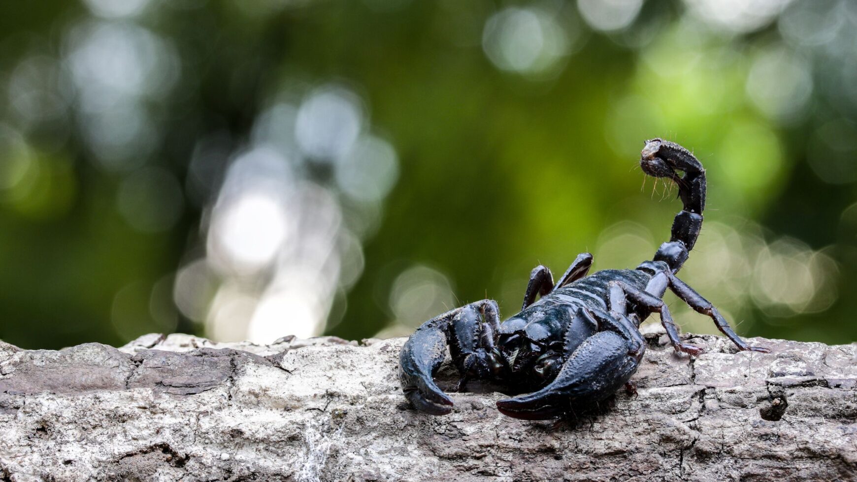 Story of Scorpio – The Element of Water