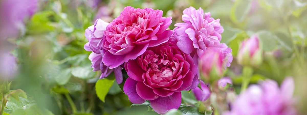 What Zodiac Flower is you based on Your Zodiac Sign?