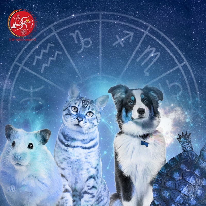 top astrologer in India